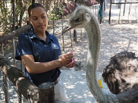 Cango Ostrich Farm